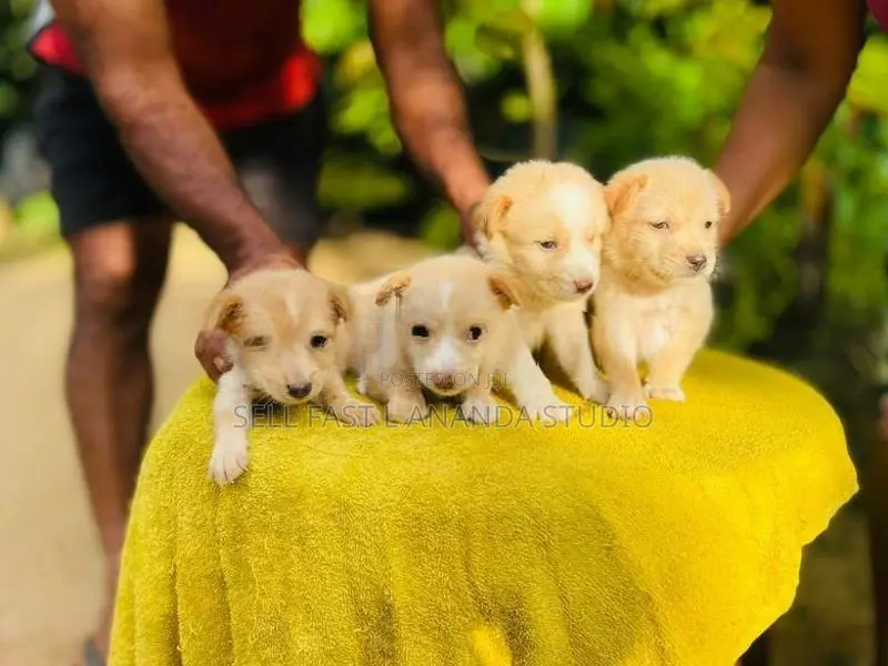 ලැබ්‍රඩෝ ක්‍රොස්
