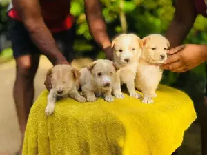 ලැබ්‍රඩෝ ක්‍රොස්