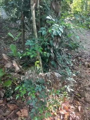 Land with House for Sale in Kolonna Embilipitiya