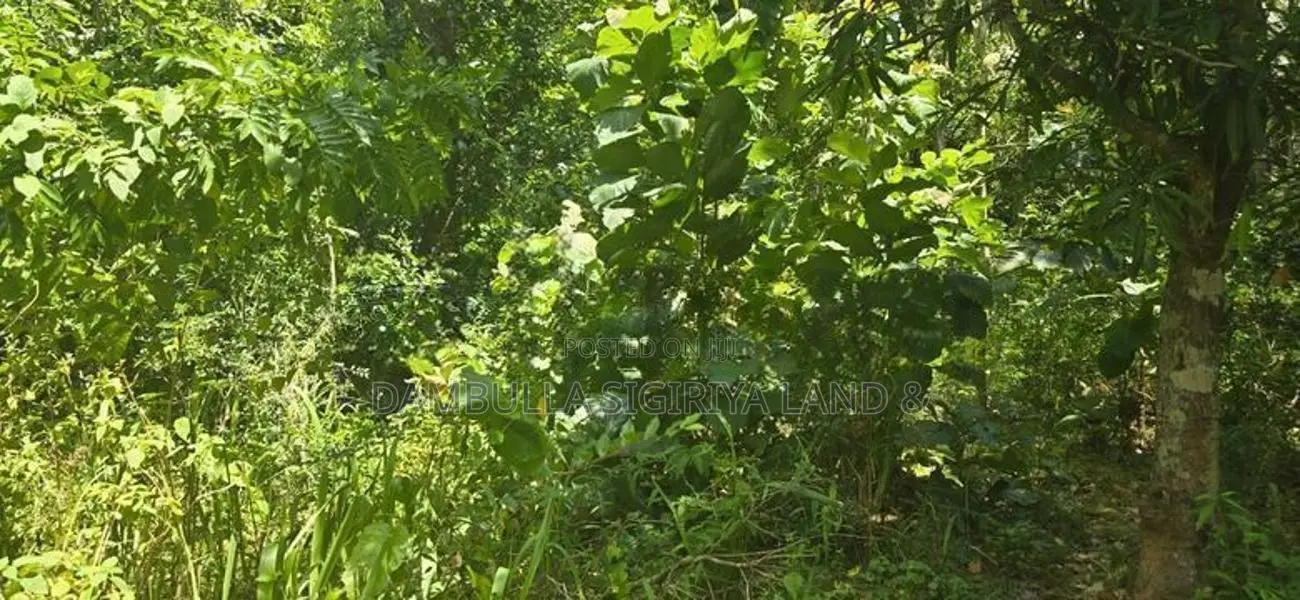දඹුල්ලෙන් අනර්ග ඉඩමක් විකිණීමට