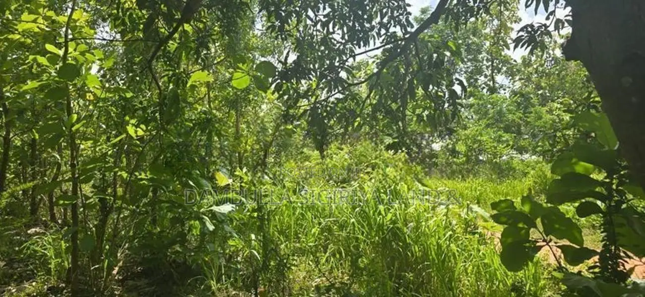 දඹුල්ලෙන් අනර්ග ඉඩමක් විකිණීමට