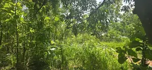 දඹුල්ලෙන් අනර්ග ඉඩමක් විකිණීමට