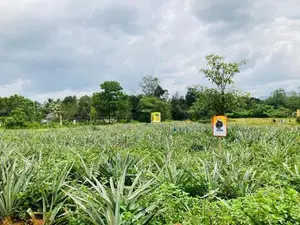 Valuable Lots In Eheliyagoda