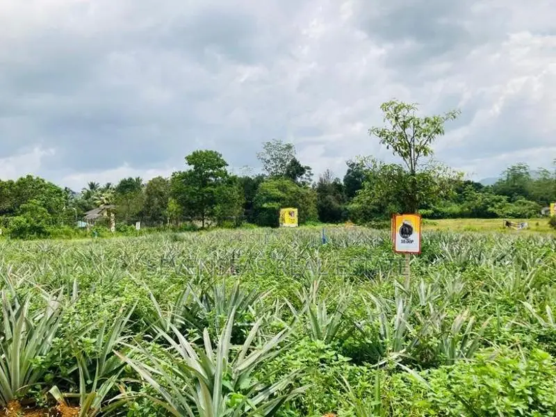 Valuable Lots In Eheliyagoda