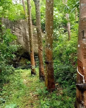 Rubber Land 6.2 Acres Mawanella