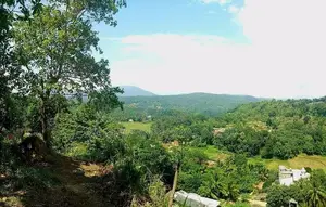 Rubber Land 6.2 Acres Mawanella
