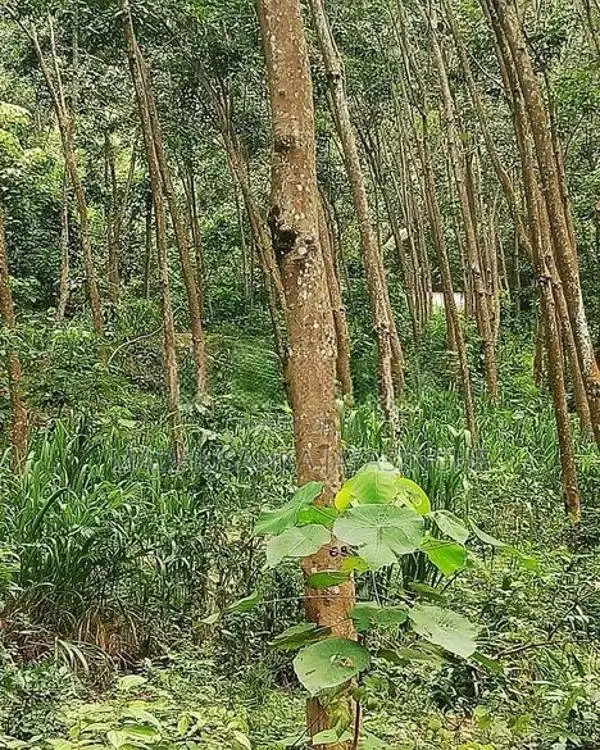 Rubber Land 6.2 Acres Mawanella