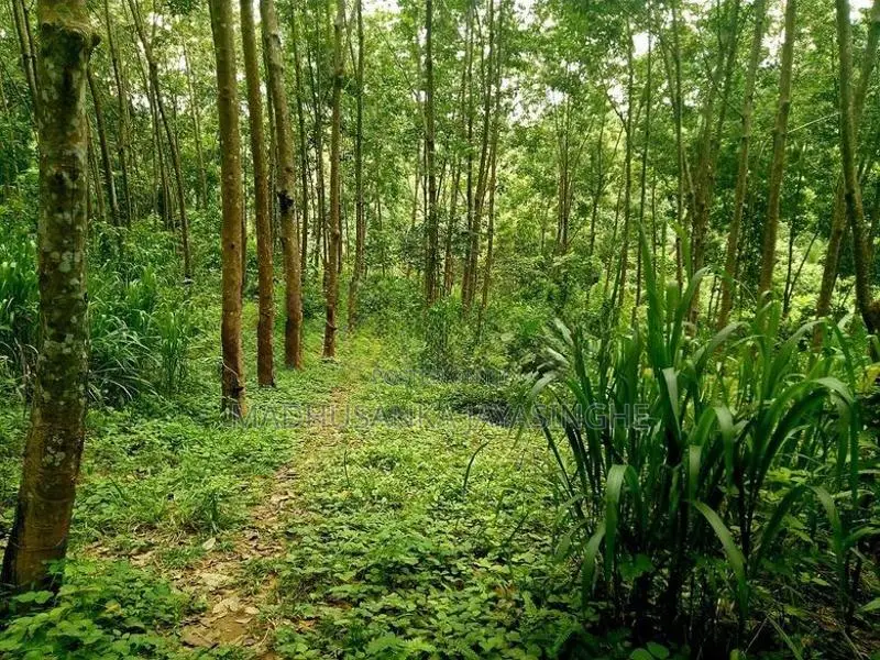 Rubber Land 6.2 Acres Mawanella
