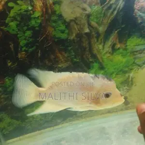Flowerhorn Female Fish