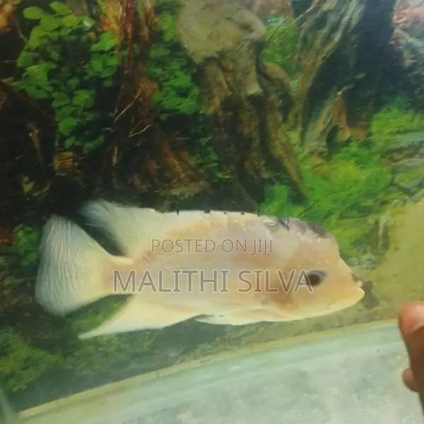Flowerhorn Female Fish