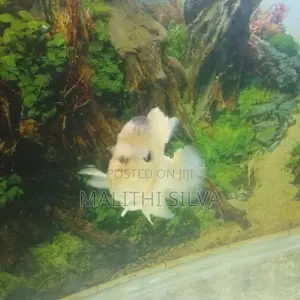 Flowerhorn Female Fish