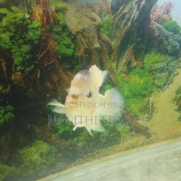 Flowerhorn Female Fish