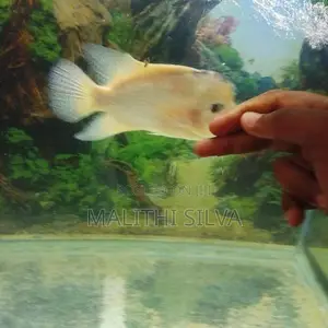Flowerhorn Female Fish