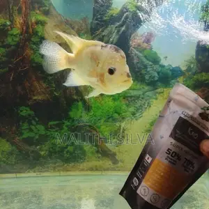 Flowerhorn Female Fish