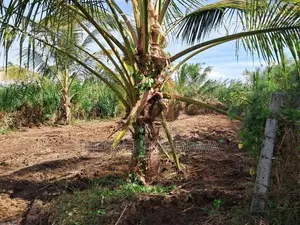 තිස්සමහාරාම නගරය ආසන්නයේ අගනා බිම් කොටසක්