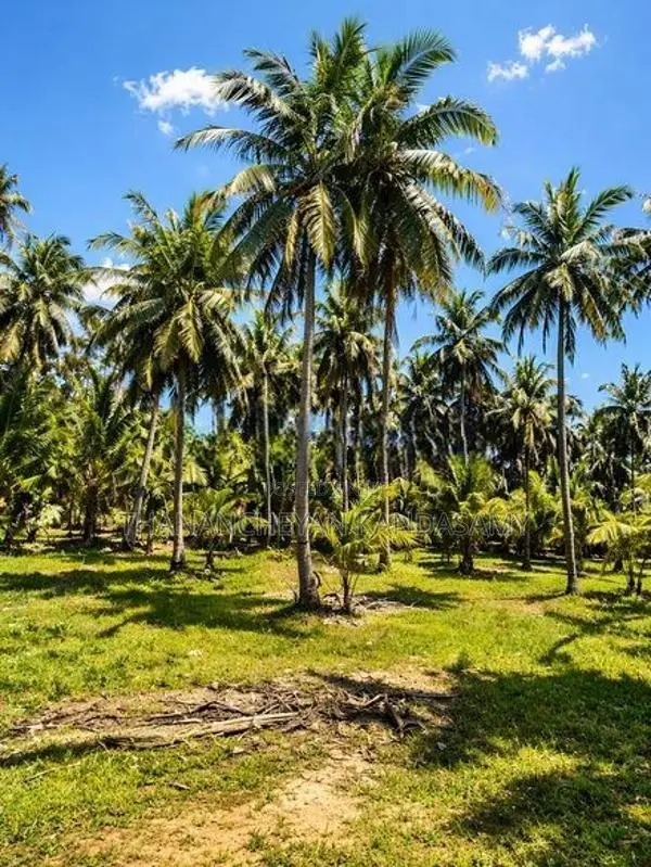 தென்னம் காணி விற்பனைக்கு குடமியன், வரணி