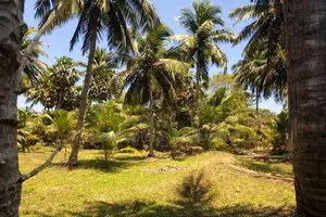 தென்னம் காணி விற்பனைக்கு குடமியன், வரணி