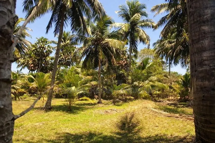 தென்னம் காணி விற்பனைக்கு குடமியன், வரணி