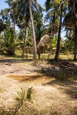 தென்னம் காணி விற்பனைக்கு குடமியன், வரணி