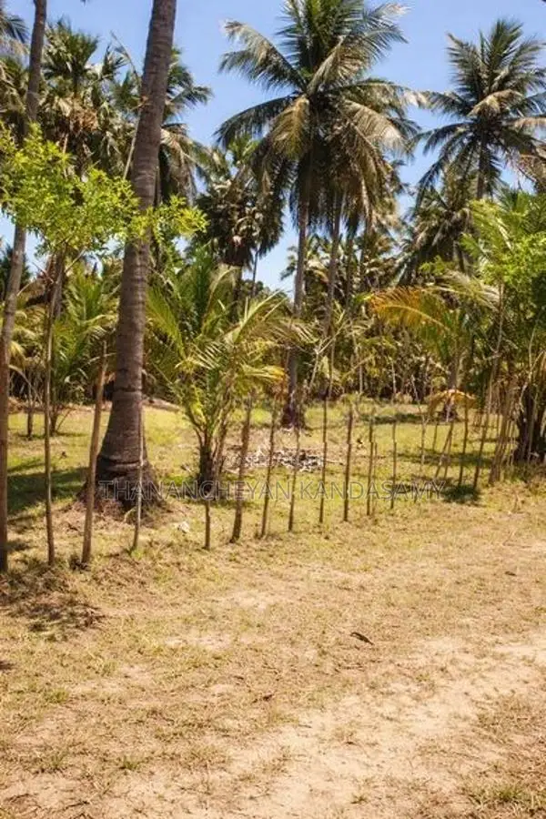 தென்னம் காணி விற்பனைக்கு குடமியன், வரணி