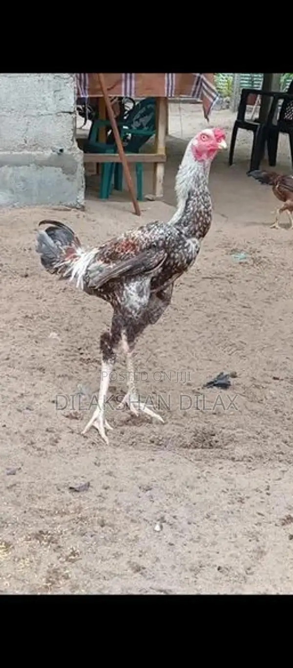Porseval - Poultry