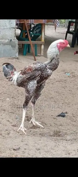 Porseval - Poultry