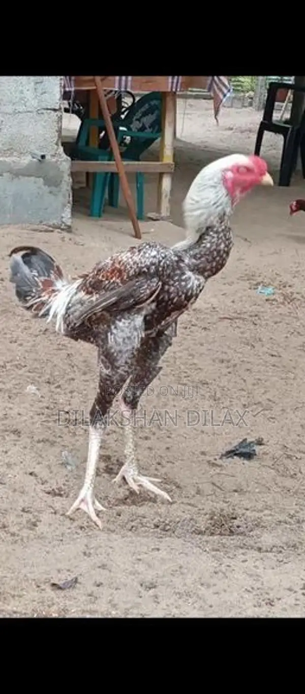 Porseval - Poultry