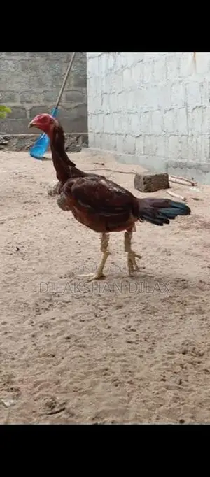 Porseval - Poultry