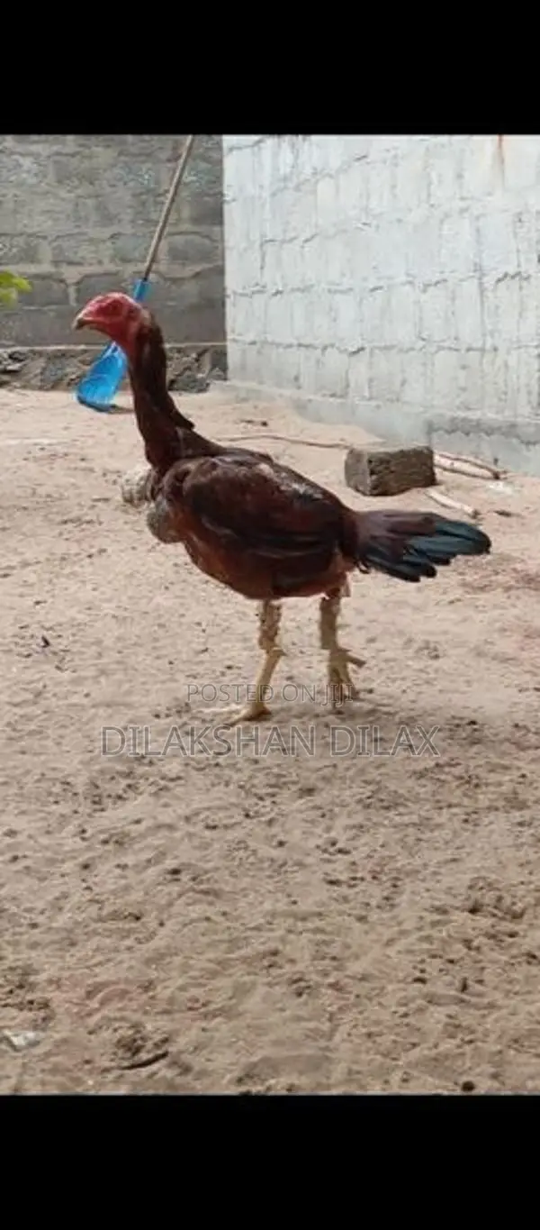 Porseval - Poultry