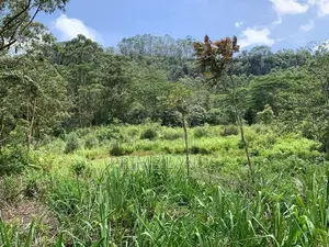 Land for Sale Pussellawa