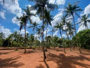 Land in Kuliyapitiya, Udubbadawa