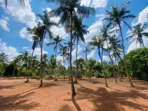 Land in Kuliyapitiya, Udubbadawa
