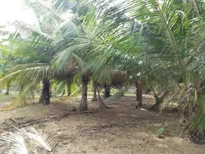 A Fertile Plot Of Land, With High Yield Coconut Trees, Is Up