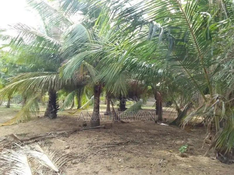 A Fertile Plot Of Land, With High Yield Coconut Trees, Is Up