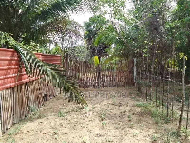 A Fertile Plot Of Land, With High Yield Coconut Trees, Is Up