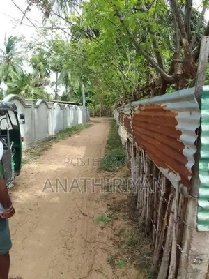 A Fertile Plot Of Land, With High Yield Coconut Trees, Is Up