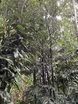 47 Perches Land With 2 Houses For Sale – Pilimathalawa In Pilimatalawa