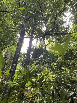 47 Perches Land With 2 Houses For Sale – Pilimathalawa In Pilimatalawa