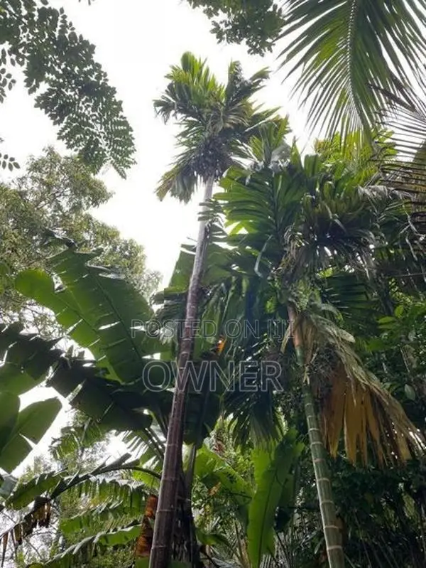 47 Perches Land With 2 Houses For Sale – Pilimathalawa In Pilimatalawa