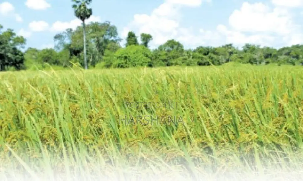 අම්පාර .වීරගොඩ මඩ ඉඩමක් විකිනීමට