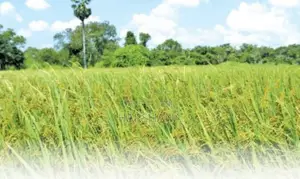 අම්පාර .වීරගොඩ මඩ ඉඩමක් විකිනීමට