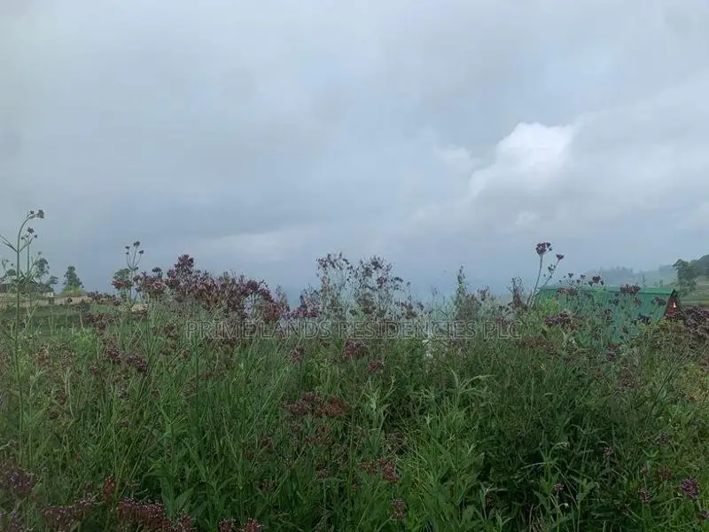 Lands for Sale in Ambewela