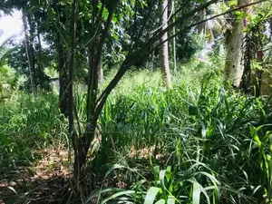 Land For Sale In Pilimatalawa