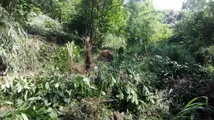 Land For Sale Near Amaya Hills Hotel, Kandy