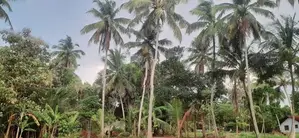Wariyapola Land Sale