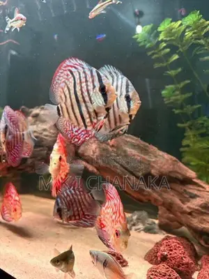 Imported Fish Tank