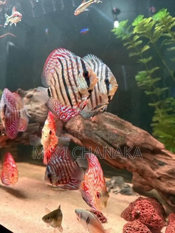Imported Fish Tank