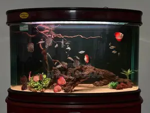Imported Fish Tank