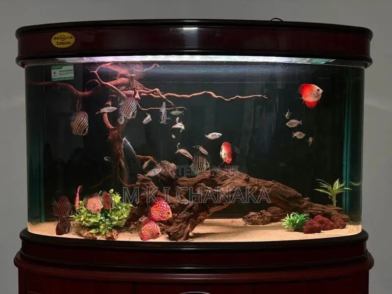 Imported Fish Tank