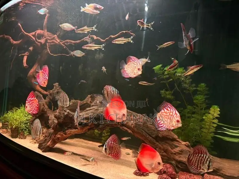 Imported Fish Tank